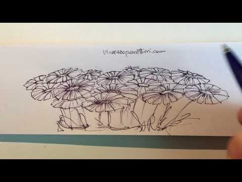 Video: Come Disegnare Gerbere