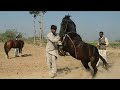 National level horse dance in pakistan  neza bazi 2018