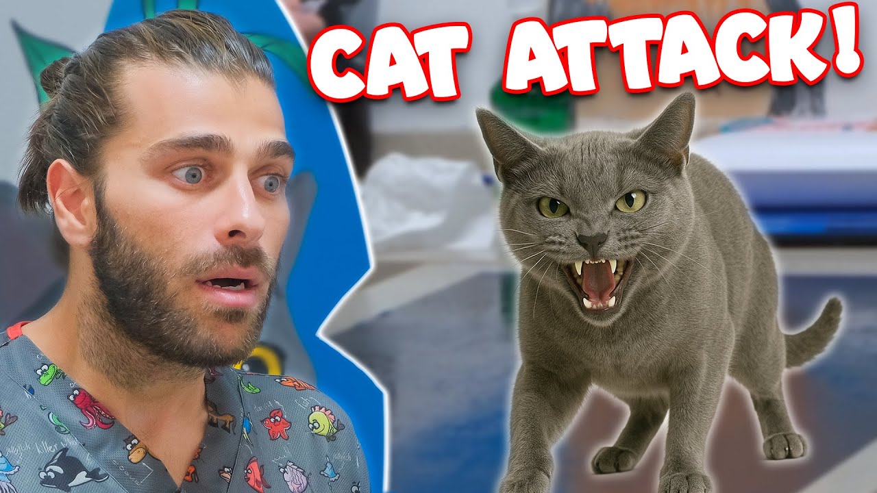Этот атакующий кот — рестлер! (Злой кот нападает на ветеринара!)