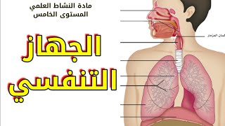 مادة النشاط العلمي الدرس الثالث الجهاز  التنفسي المستوى الخامس ابتدائي