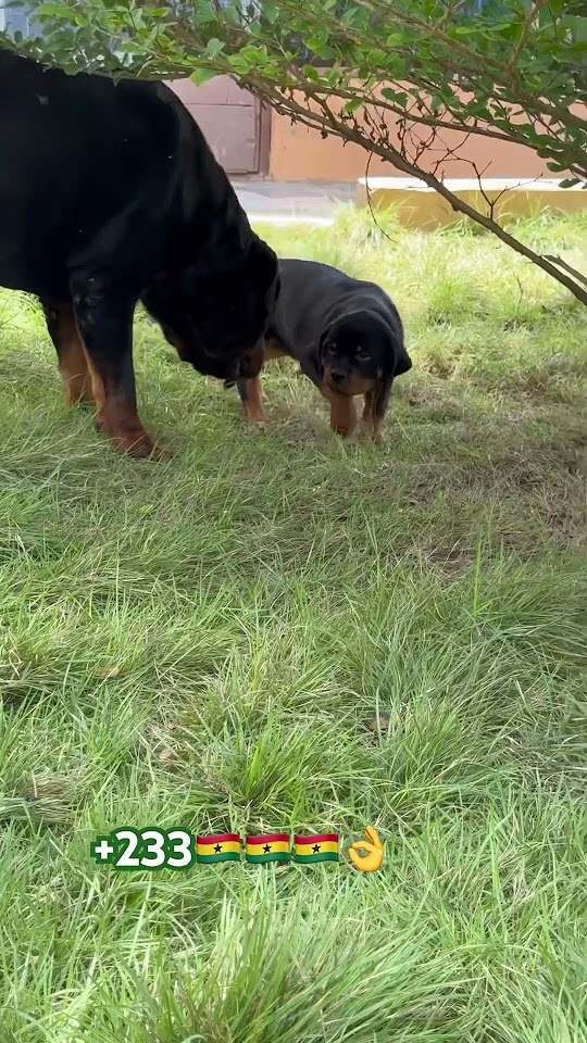 why-do-dogs-smell-your-crotch-cek-reels-rotties-rottweilerworld