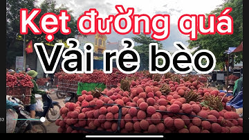 Cập Nhật giá vải tại Thôn áp Tân Quang Lục ngạn Bắc Giang lúc 8 h vẫn tắc đường