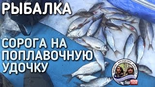 РЫБАЛКА 2017 / СОРОГА НА ПОПЛАВОЧНУЮ УДОЧКУ В ГЛУХОЗИМЬЕ / БРАТЬЯ ПРИХОДЬКО(Всем здравия! Пока на другие места не поездить, ездим на плотвиную курью за сорогой. ПРИЯТНОГО ПРОСМОТРА!..., 2017-03-07T09:00:00.000Z)