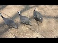Musee Vivant Bujumbura Burundi AFRICA 02 ज व त स ग रह लय Full HD Musee Vivant Bujumbura Burundi AFRICA 02 ज व त स ग रह लय Full HD