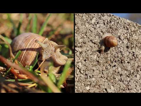 Video: Kaip Elgtis Su Sraigėmis Ir Išsaugoti Derlių