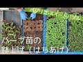 【農業のすすめ】ハーブ苗の鉢上げ_バジリコ-スイートバジル- herb basilico