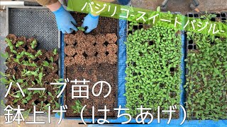 【農業のすすめ】ハーブ苗の鉢上げ_バジリコ-スイートバジル- herb basilico