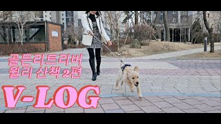 골든리트리버 윌리 산책2편 V-log