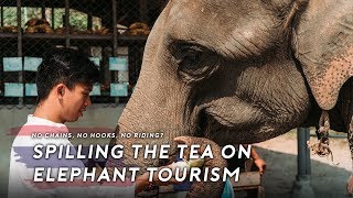 The Tea on Thailand's Elephant Tourism — Have You Ever Wondered? | The Travel Intern