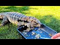 Tegu feeding with a spoon