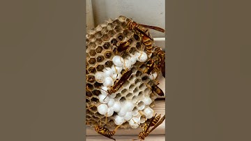 Paper wasp nest 😡 #shorts 😱😱
