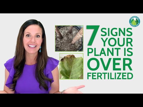 7 Signs of over fertilized plants | Houseplant Resource Center