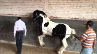 Caballo Bailador Pinto Barroco