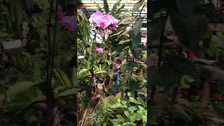 🏝️🇮🇨MARIPOSARIO DE ICOD DE LOS VINOS TENERIFE