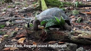 Une tortue géante attaque et mange un poussin aux Seychelles