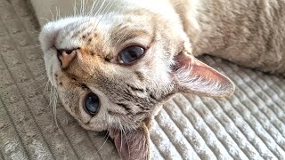 Sleepy cat purring loudly ASMR | Purring Lynx point Siamese cat