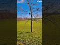 It's sunny and cold day. #shortvideo #shorts #park #road #viral