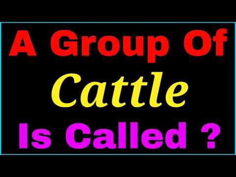 Video: Cattle - who is this? The general and modern meaning of the word