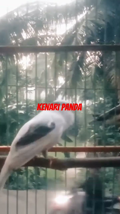 kenari panda simetris