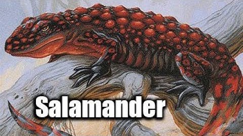 The Mythology of the Salamander