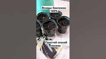Посев баклажан. Всходы баклажан. Рассада баклажан.