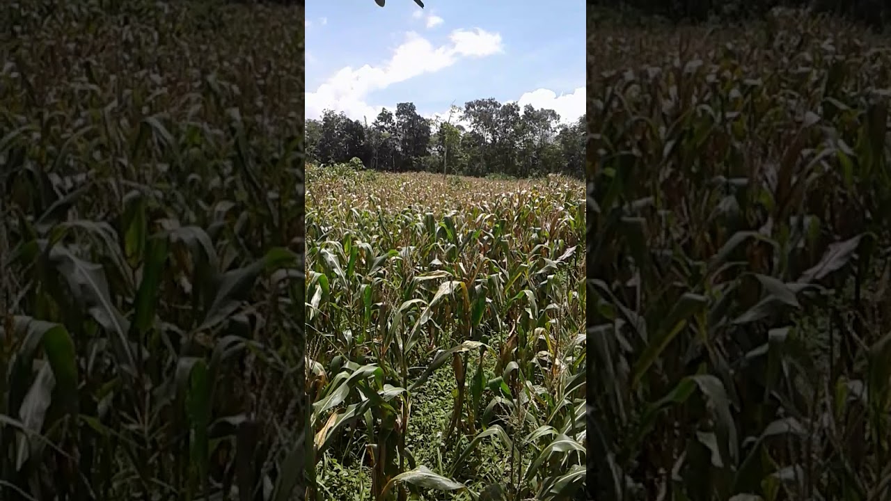  Kebun  jagung  pamatang gempol YouTube