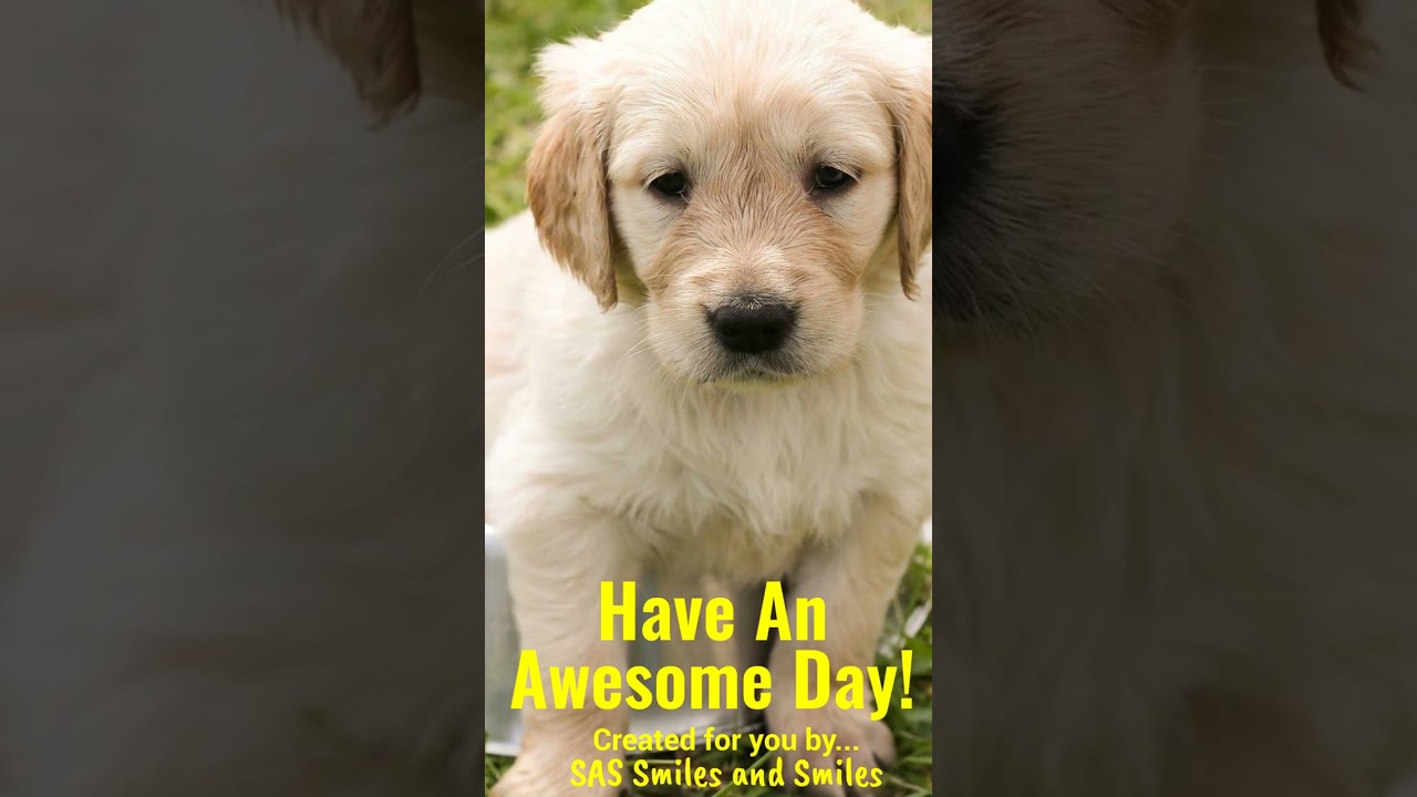 Cuteness Alert: Aww This Puppy is SO CUTE! – Cute Animal Videos