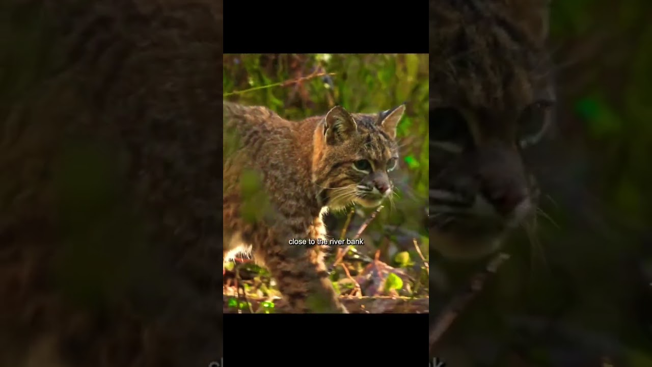 Bobcat on action 🐈 