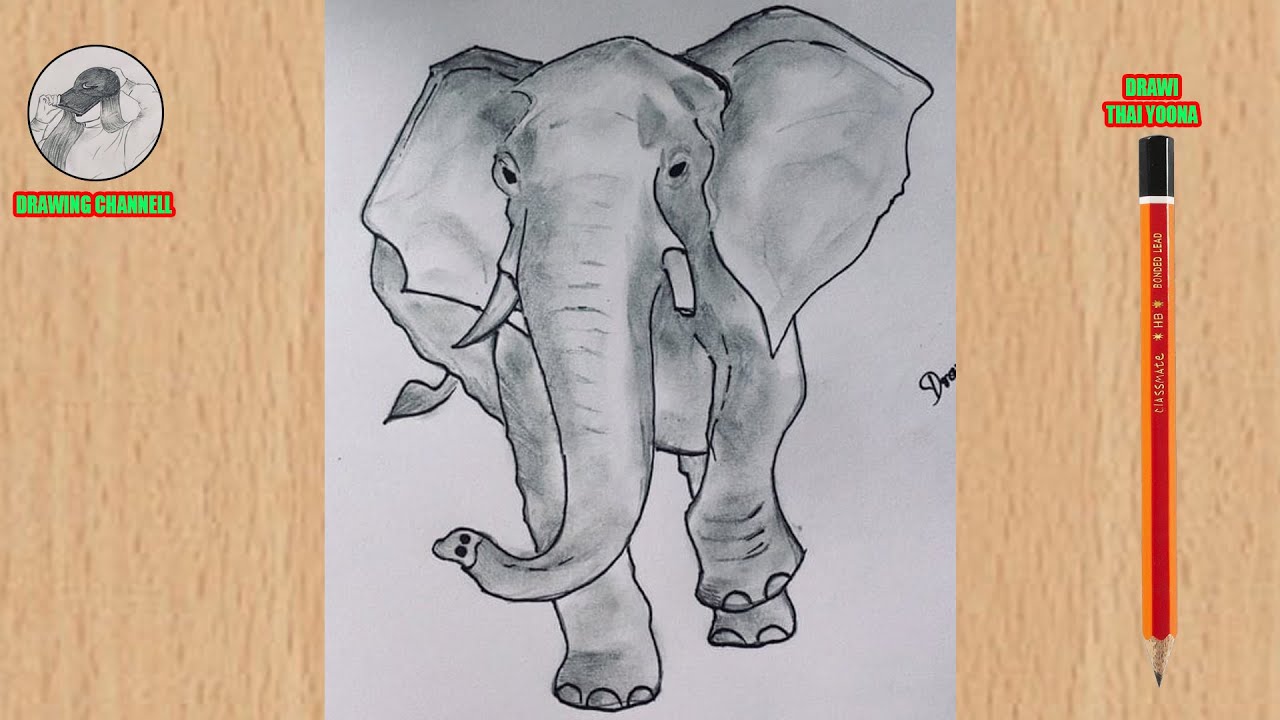 How to Draw Elephant | how to draw for beginners | how to draw step by step | DRAWING CHANNELL
