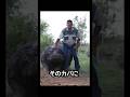 カバをペットにした男　#動物　#野生