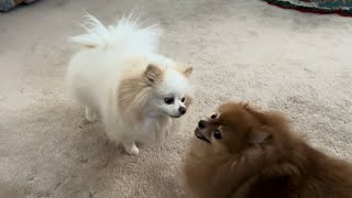 Hilarious Pomeranian The Ultimate Playtime Companion