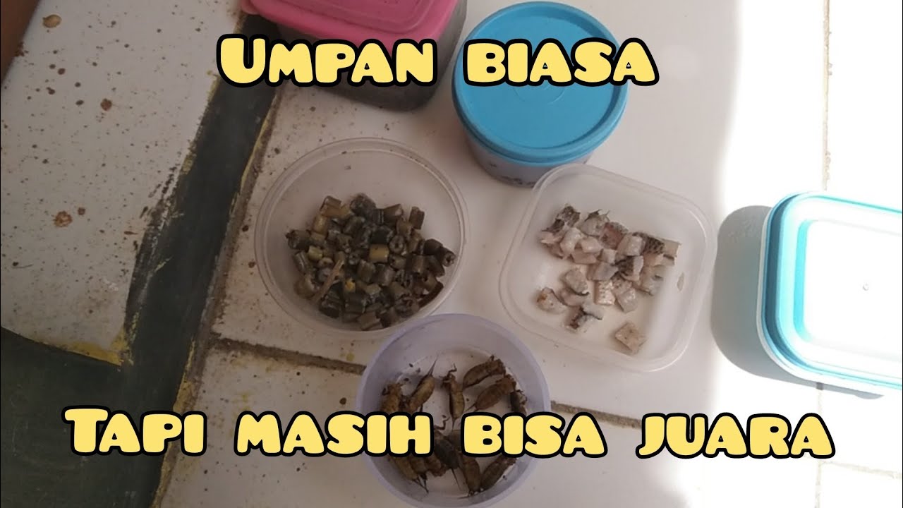 JANGAN CARI JUARA TAPI CARILAH SAUDARA!!!