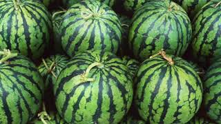 Watermelon Review