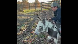 Mini Donkey Riding