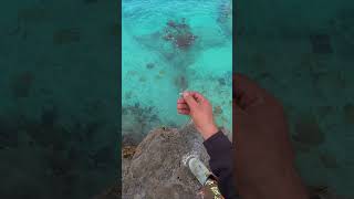Unmasking the Invisible - Epic Squid Catching & Dispatching Techniques Revealed! Wealth