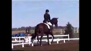 FOR SALE Babs 2005 OTTB - upper level dressage prospect
