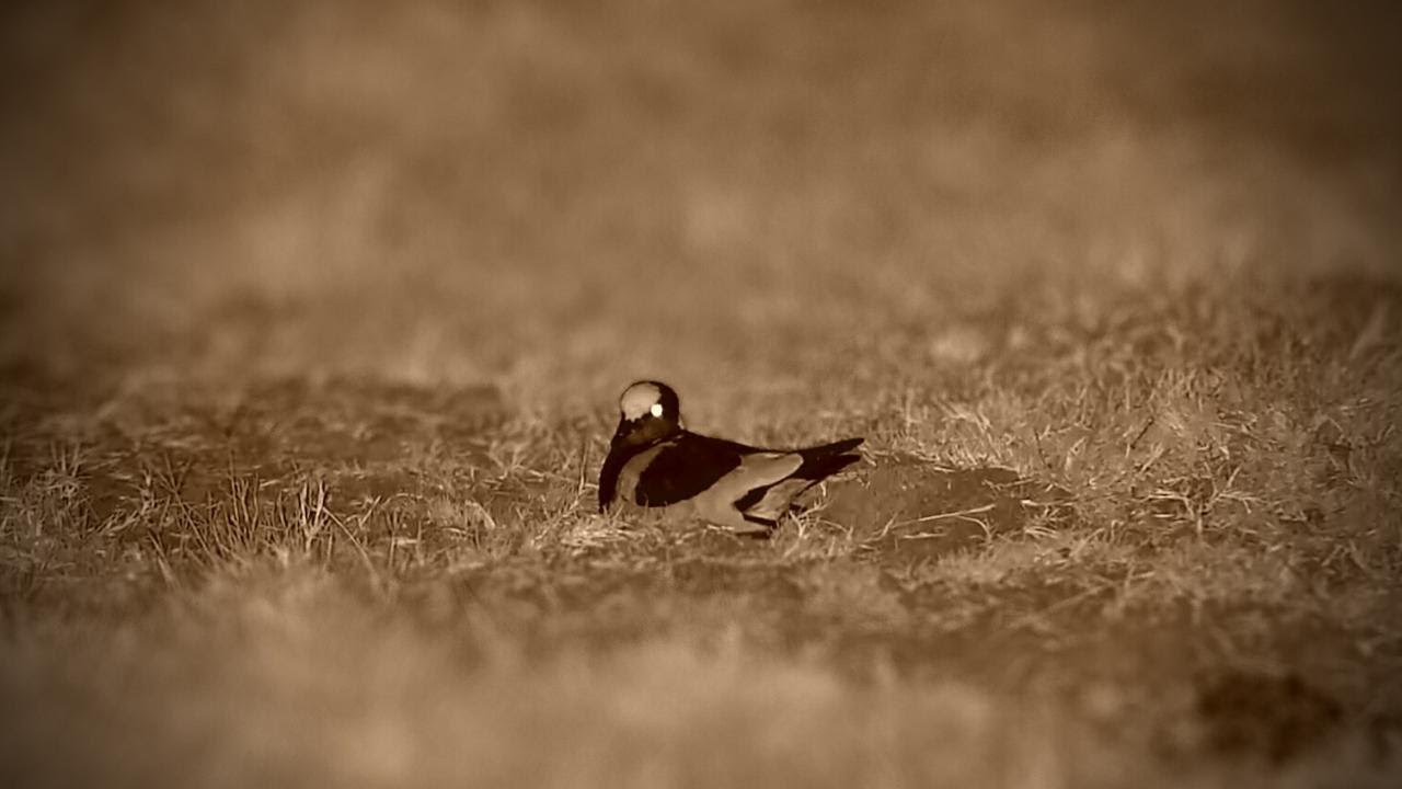 Blacksmith Lapwing Sitting On Nest