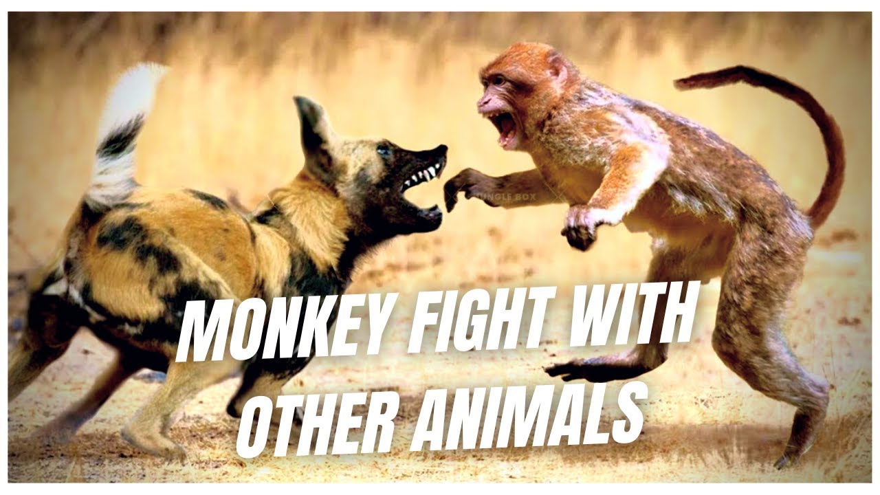 Monkey Fight With Other Animals Documentary in Punjabi 2022