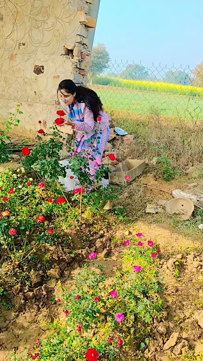 Beautiful Rose Plant #rose #nature #flowers #garden #plants