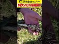 【こんな特大ノビル見たことないっ！】谷田圭太は様々な天然食材を捕獲・採集し数々の飲食店へと卸す「天然食材ハンター」です