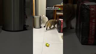 Mainan lucu untuk kucing / anak-anak 🌽