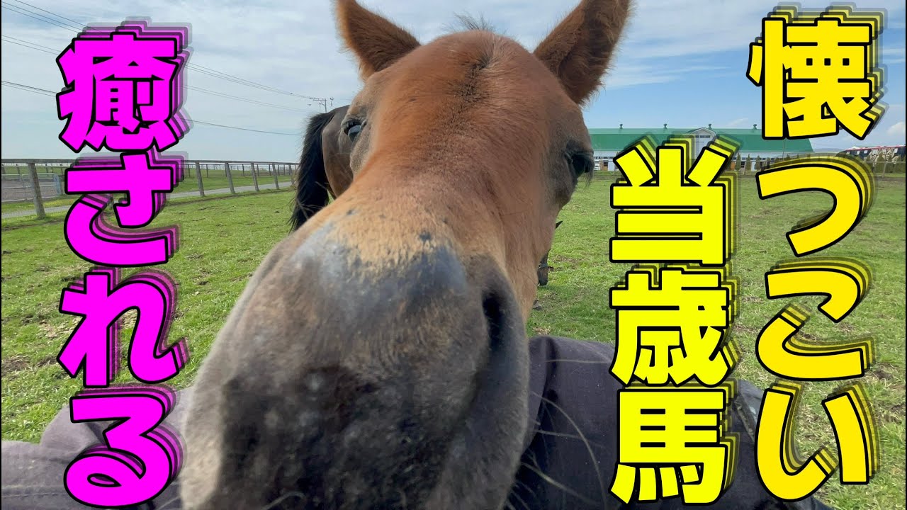 【人が大好きすぎる当歳馬】