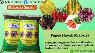 Pupuk Hayati Mikoriza Pupuk Hayati Jamur Mikoriza Super