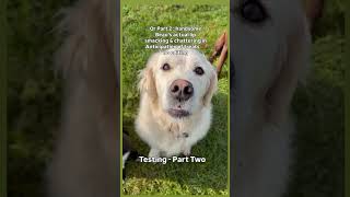 My dog testing if the algorithm prefers my puppy eating video part 1 edited or part 2 100% natural