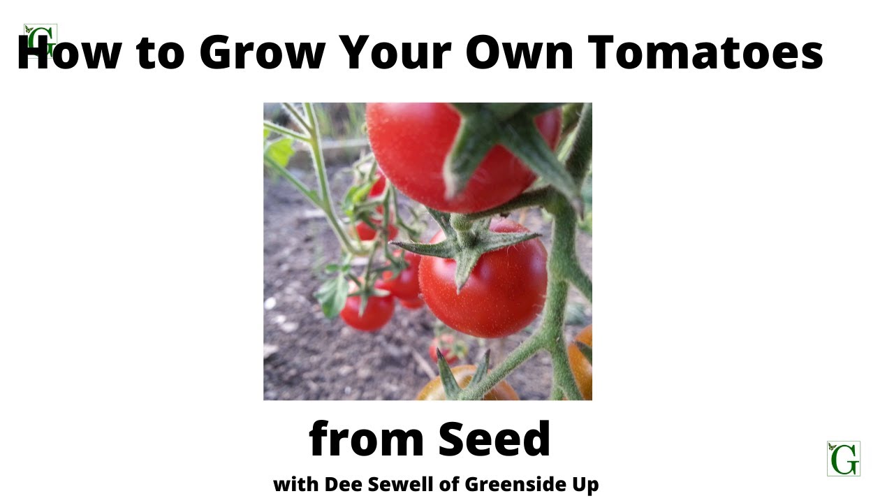 How to Grow Your Own Tomatoes from Seed YouTube