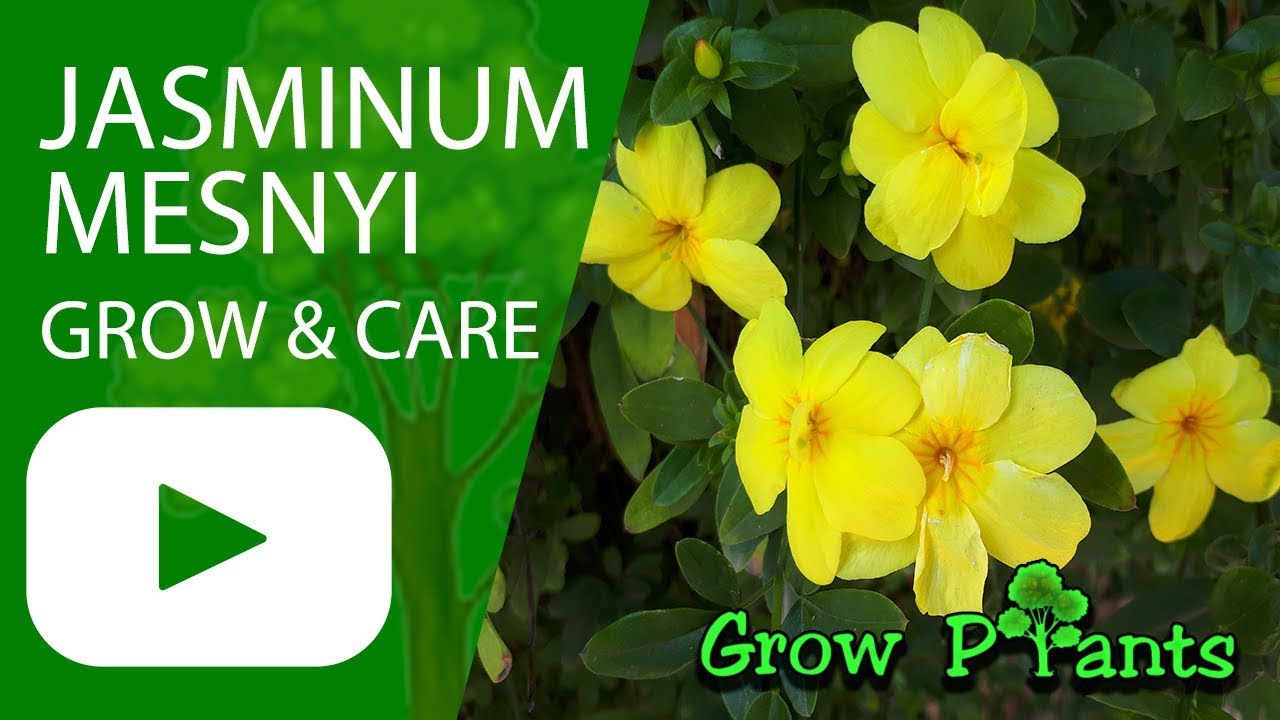 Jasminum mesnyi How to grow (Primrose Jasmine) YouTube