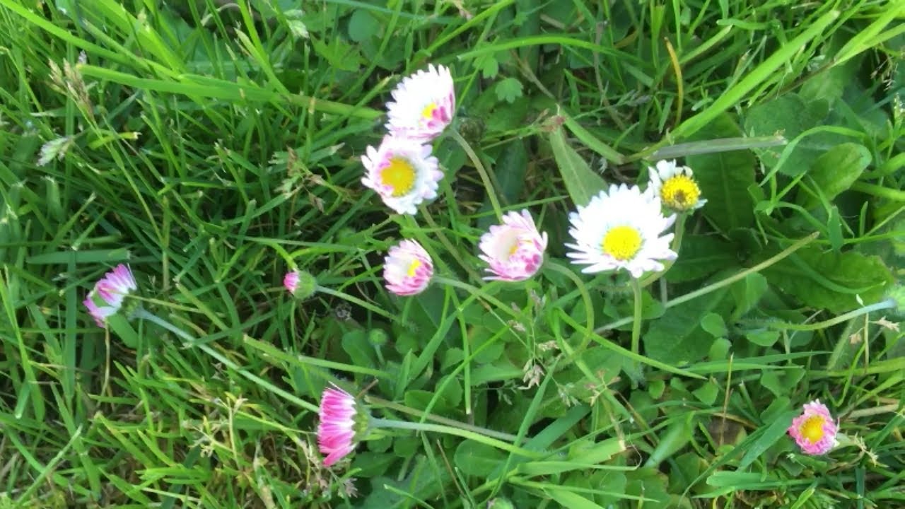 Growing wildflowers in backyard