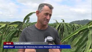 Excesso de produção de pitaya gera prejuízo no Sul | Cotidiano | Tá Na Hora SC