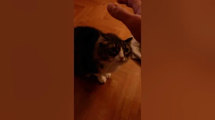 Miata the cat attack