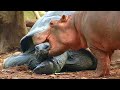 This 130 Year Old Tortoise Saves Baby Hippo’s Life, Now They Are Best Friends